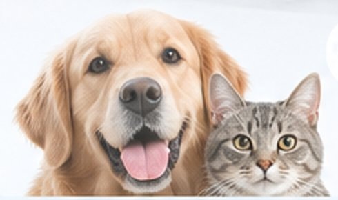 개와 고양이